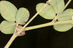 Hairy lespedeza